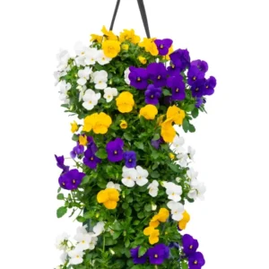 Wandhanger viool 'Carnaval mix´ Wandhangers.nl