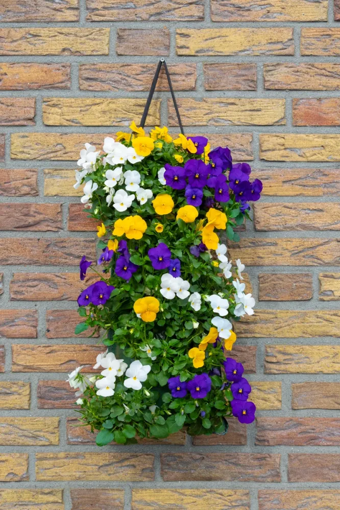 Wandhanger viool 'Carnaval mix´ Wandhangers.nl