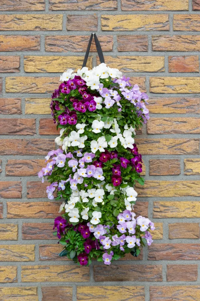 Wandhanger viool 'Pink mix' Wandhangers.nl