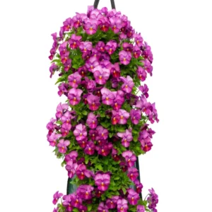 Wandhanger Viool 'Plum Antique' Wandhangers.nl