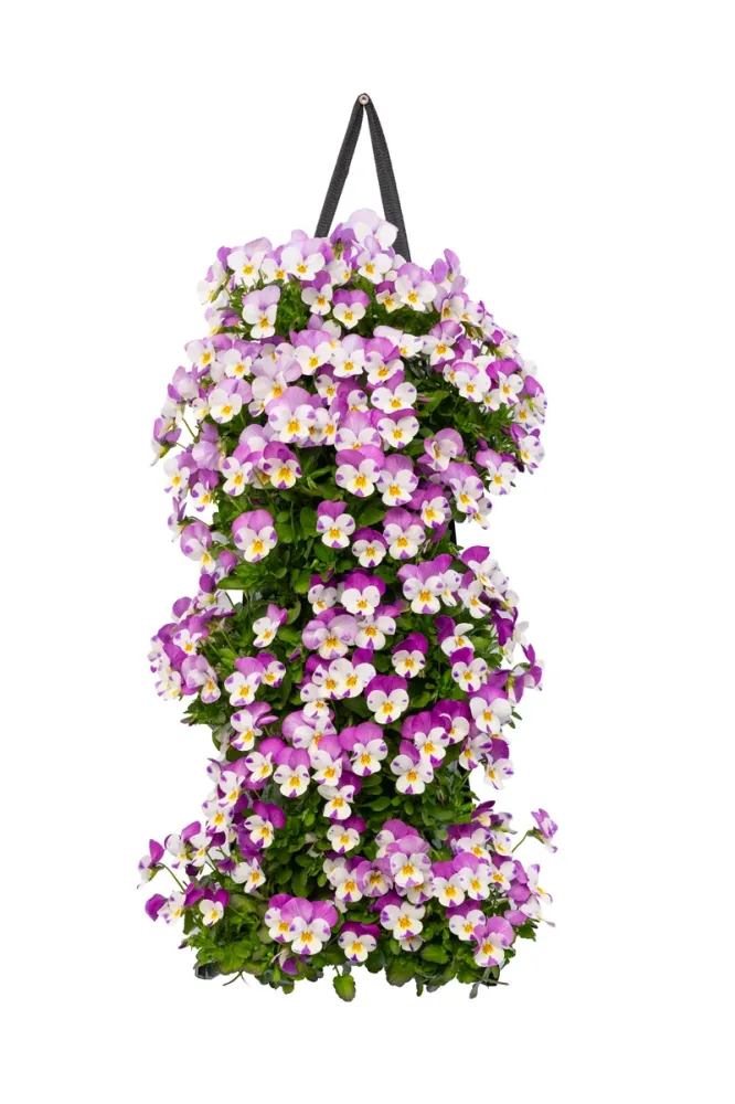 Wandhanger viool 'Rose Wing' Wandhangers.nl
