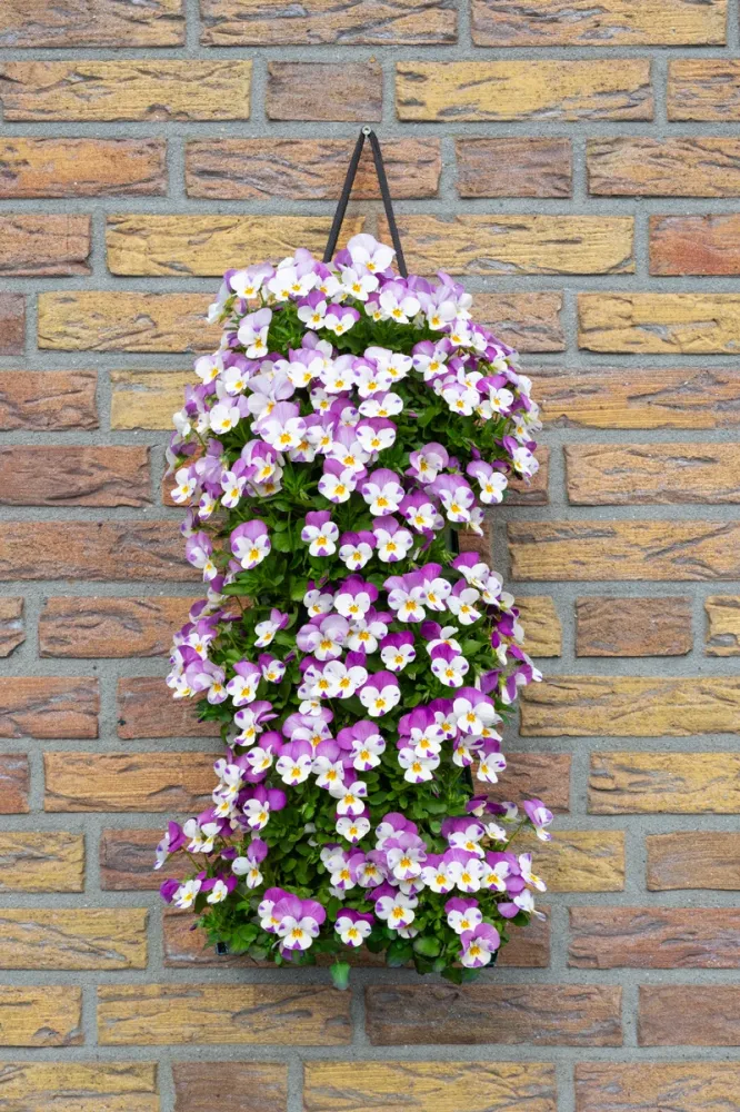 Wandhanger viool 'Rose Wing' Wandhangers.nl