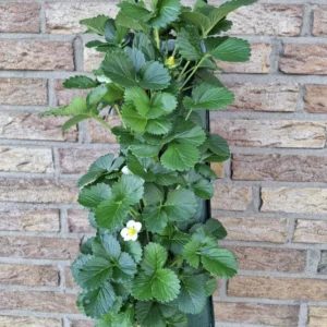 Wandhanger 'Aardbei' Wandhangers