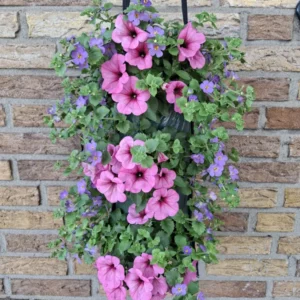 Wandhanger 'Bacopa blauw met Petunia roze' Wandhangers