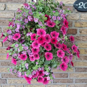 Wandhanger 'Bacopa met Petunia roze´ Wandhangers