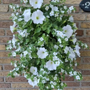 Wandhanger 'Bacopa met Petunia wit' Wandhangers