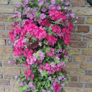 Wandhanger 'Bacopa met Verbena roze' Wandhangers