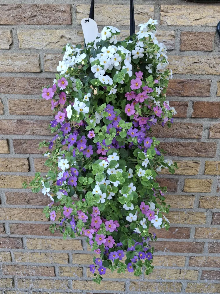Wandhanger 'Bacopa mix' Wandhangers
