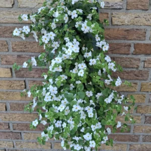 Wandhanger 'Bacopa wit' Wandhangers