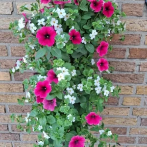 Wandhanger 'Bacopa wit met Petunia roze' Wandhangers