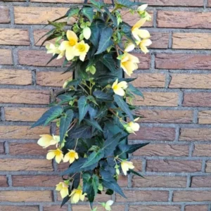 Wandhanger 'Begonia Waterfall geel´ Wandhangers