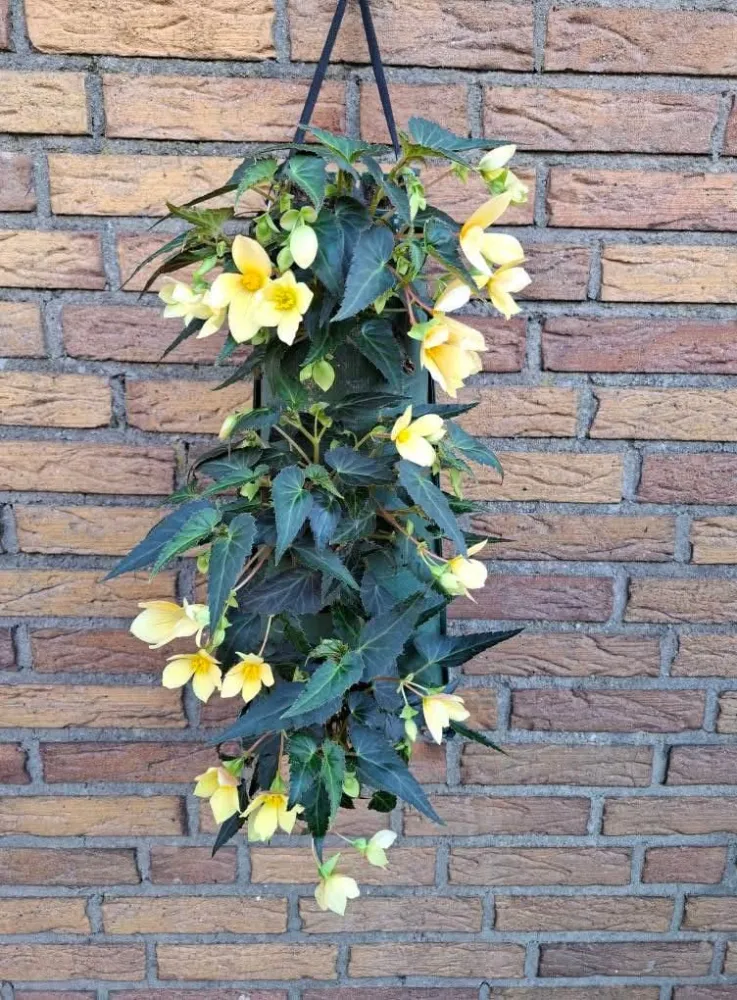 Wandhanger 'Begonia Waterfall geel´ Wandhangers