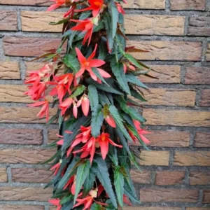 Wandhanger 'Begonia Waterfall oranje´ Wandhangers