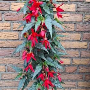 Wandhanger 'Begonia Waterfall rood' Wandhangers
