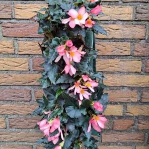 Wandhanger 'Begonia Waterfall roze´ Wandhangers