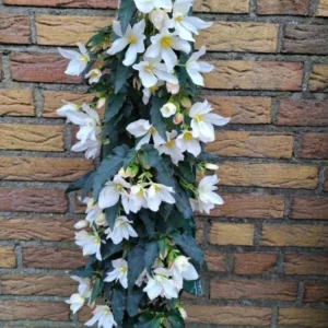 Wandhanger 'Begonia Waterfall wit' Wandhangers