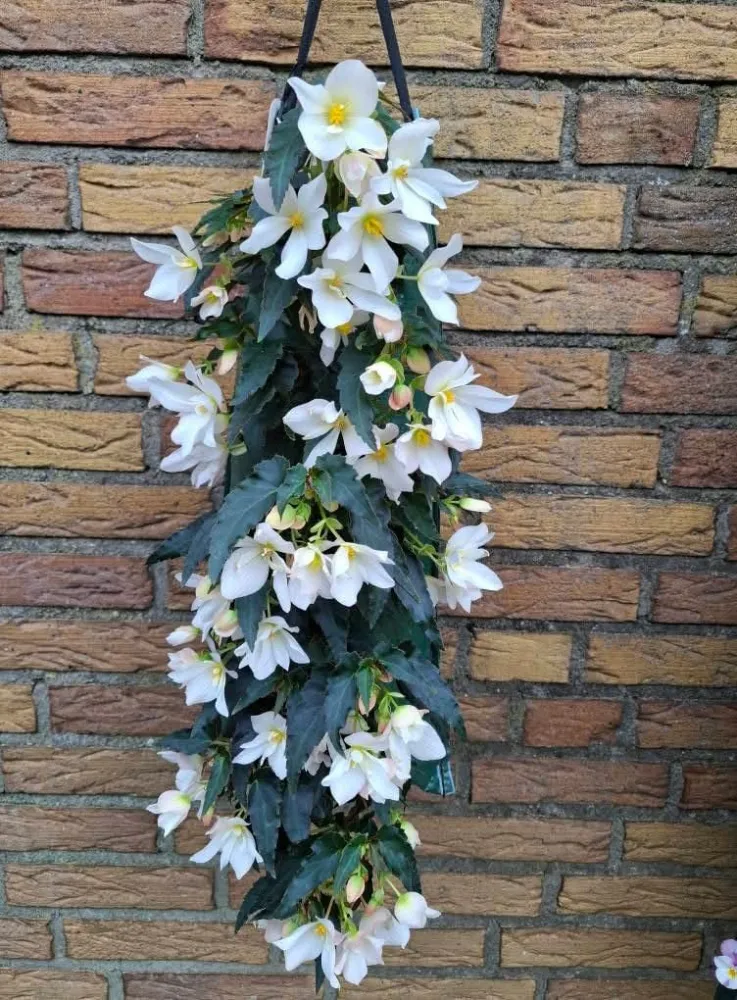 Wandhanger 'Begonia Waterfall wit' Wandhangers