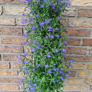 Wandhanger 'Lobelia' Wandhangers
