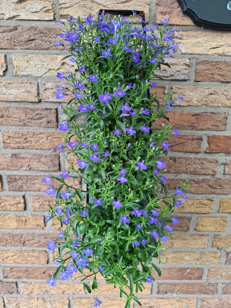 Wandhanger 'Lobelia' Wandhangers