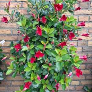 Wandhanger 'Mandevilla rood' Wandhangers