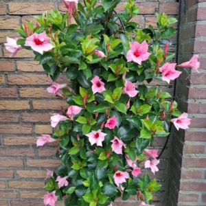 Wandhanger 'Mandevilla roze' Wandhangers