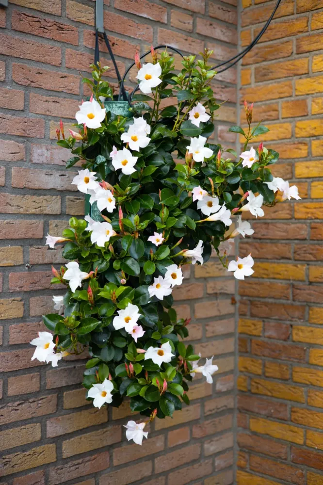 Wandhanger 'Mandevilla wit' Wandhangers