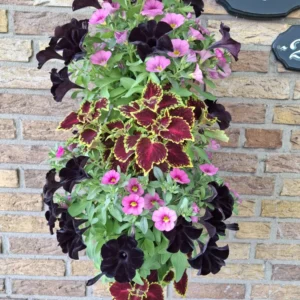 Wandhanger 'Mix Coleus' Wandhangers
