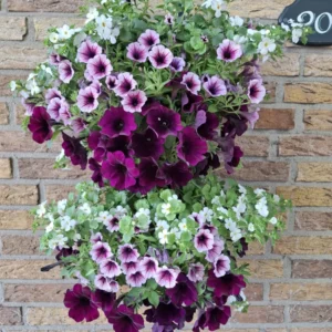 Wandhanger 'Mix Petunia, Littletunia en Bacopa' Wandhangers
