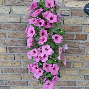 Wandhanger 'Petunia Babyroze' Wandhangers