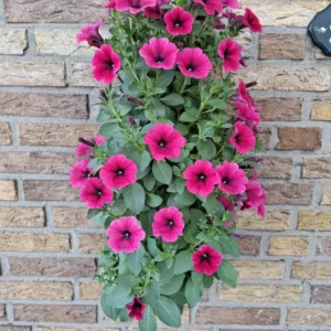 Wandhanger 'Petunia hard roze' Wandhangers