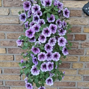 Wandhanger 'Petunia Purple' Wandhangers