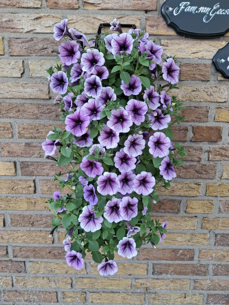 Wandhanger 'Petunia Purple' Wandhangers
