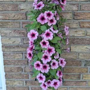 Wandhanger 'Petunia roze' Wandhangers