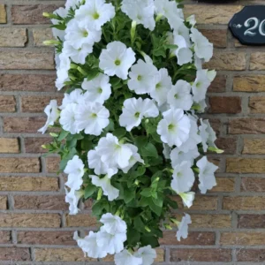 Wandhanger 'Petunia wit' Wandhangers