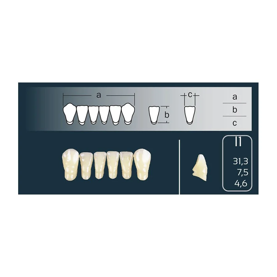 Cross Linked 2 teeth 2 anterior low - I1 shape Vita shades your choice - Vervaardigd volgens DIN-norm
