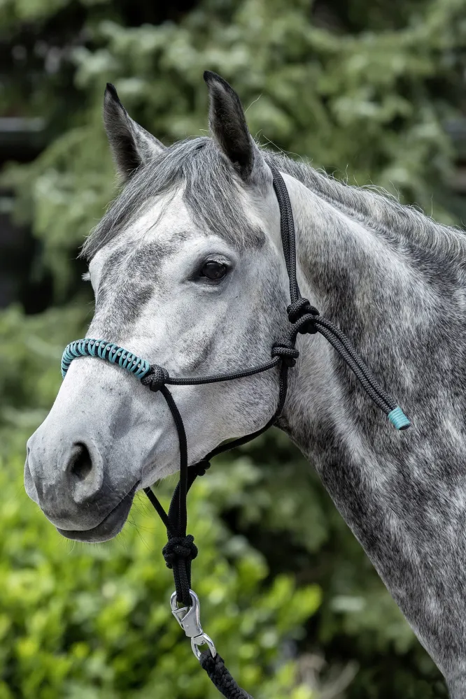 Knotted Rope Halter Black/ Aquamarijn C-F (ISO 9001)