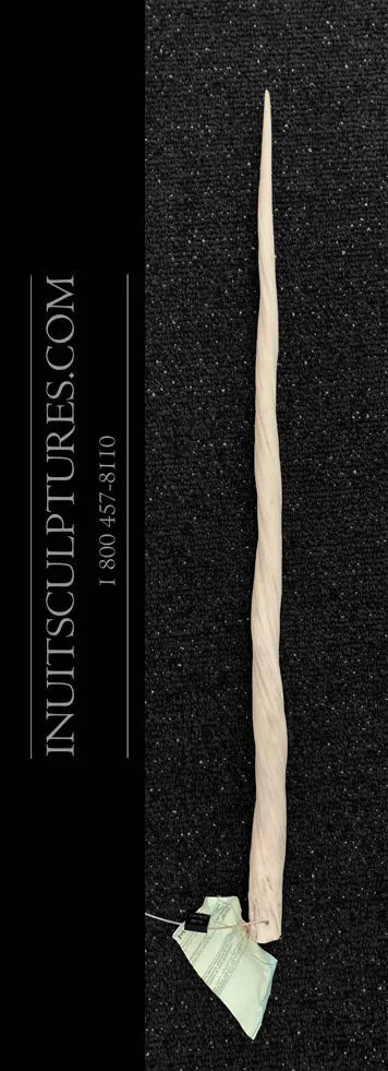 30" Perfect Tip Ivory Narwhal Tusk Regulated Canadian Gov Now Rare