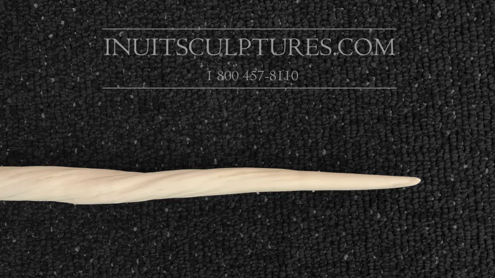30" Perfect Tip Ivory Narwhal Tusk Regulated Canadian Gov Now Rare