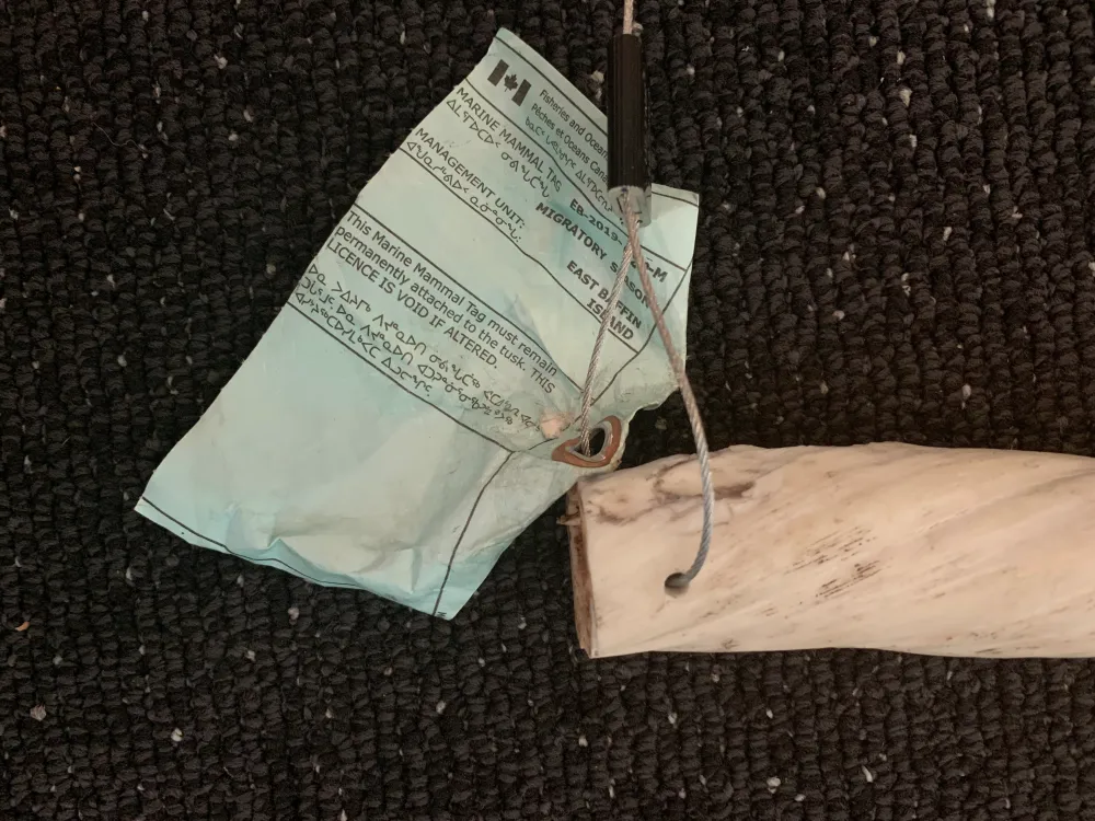 30" Perfect Tip Ivory Narwhal Tusk Regulated Canadian Gov Now Rare