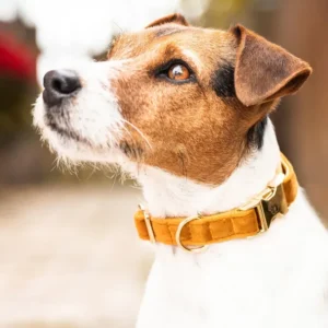 Dog Collar Pluche Maize Yellow M