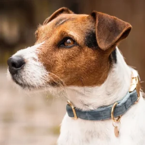Dog Collar Velvet Light Blauw S