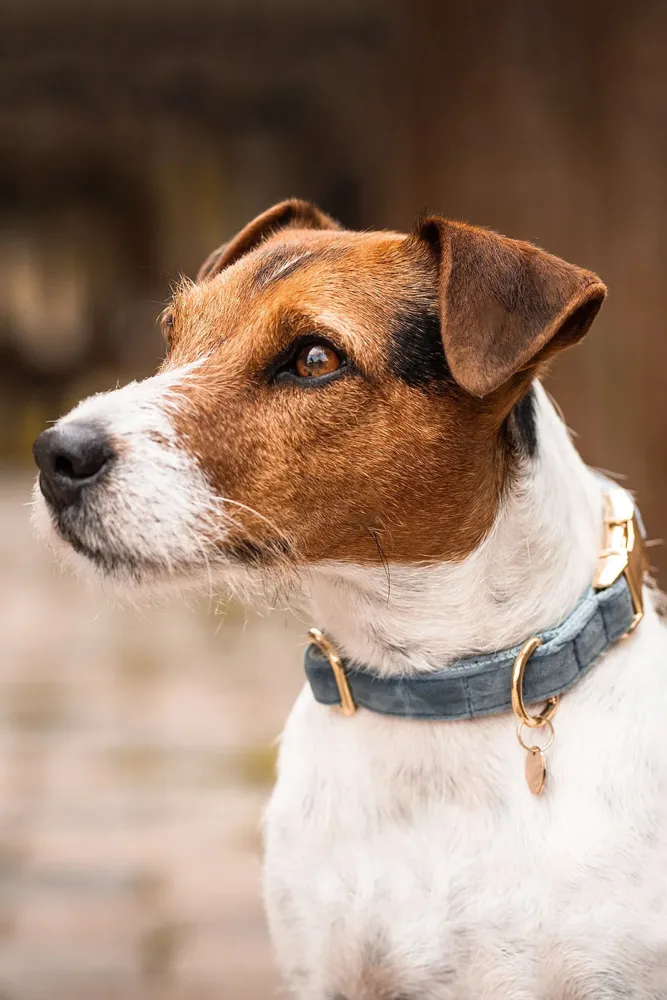 Dog Collar Velvet Light Blauw S